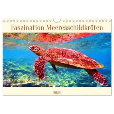 Faszination Meeresschildkröten (Wandkalender 2026 DIN A4 quer), CALVENDO Monatskalender