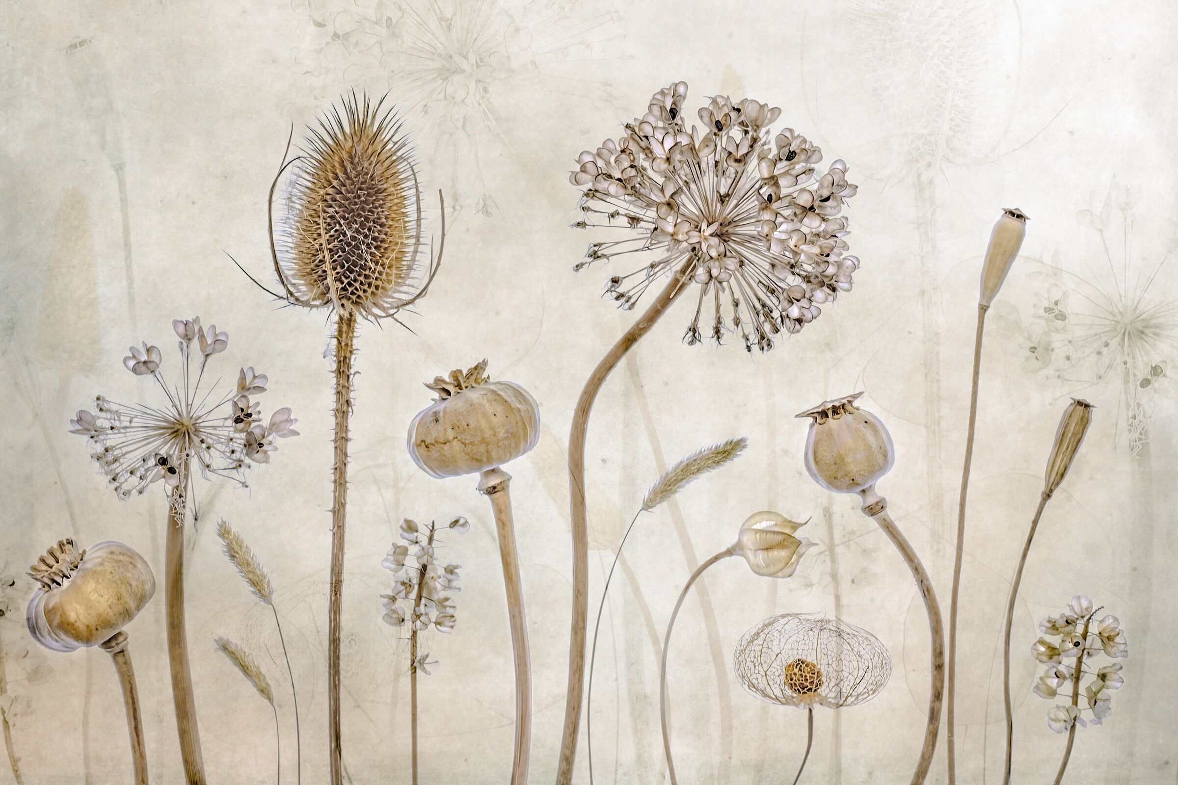 Fototapete PAPERMOON "Photo-Art MANDY DISHER, ALT WERDEN", bunt, B:3,5m L:2,6m, Vlies, Tapeten, Fototapete bunt B/L: 3,5m x 2,6m, Bahnen: 7 Stk.