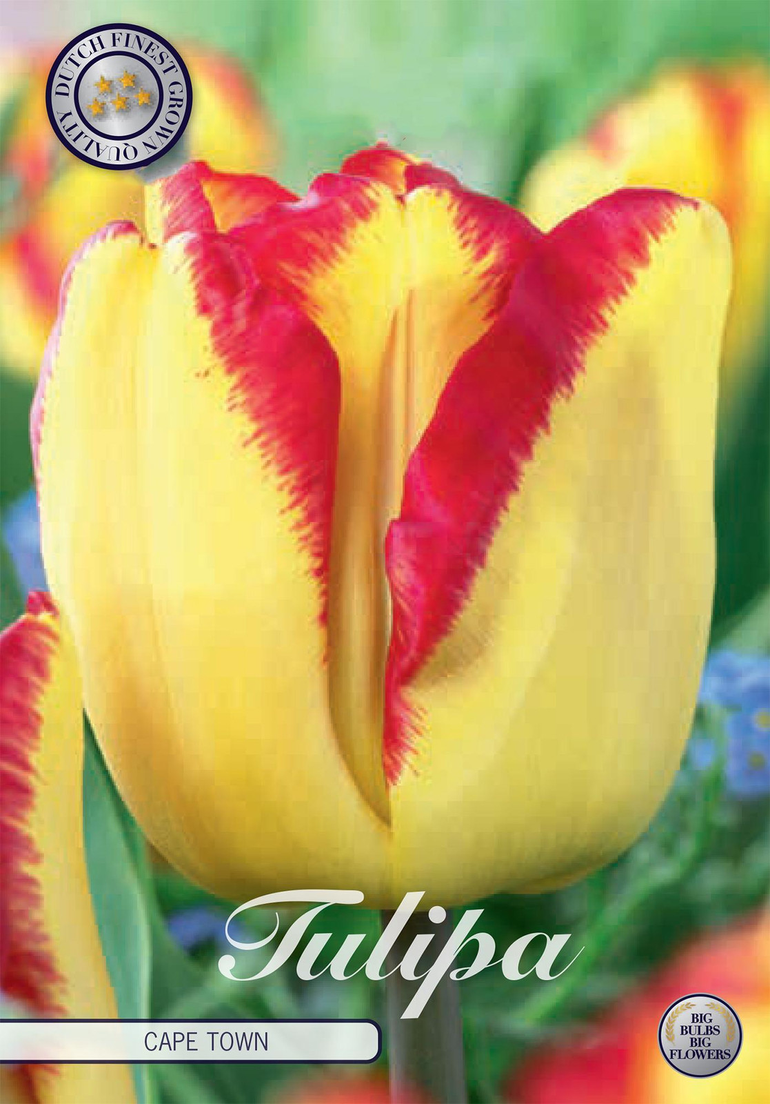 Sam van Schooten Tulpen Cape Town Tulpenbollen (10 stuks)