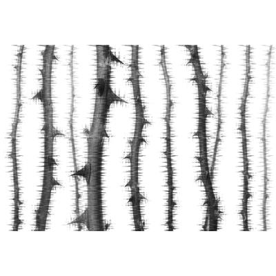 Fototapete ARCHITECTS PAPER "Atelier 47 Blurred Thorns 2", grau (dunkelgrau, weiß, hellgrau), B:4m L:2,7m, Vlies, Tapeten, Vlies, Wand, Schräge, Decke
