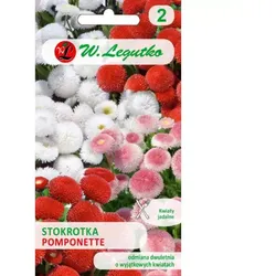 Gewöhnliches Gänseblümchen „Pomponette“ – Mischung