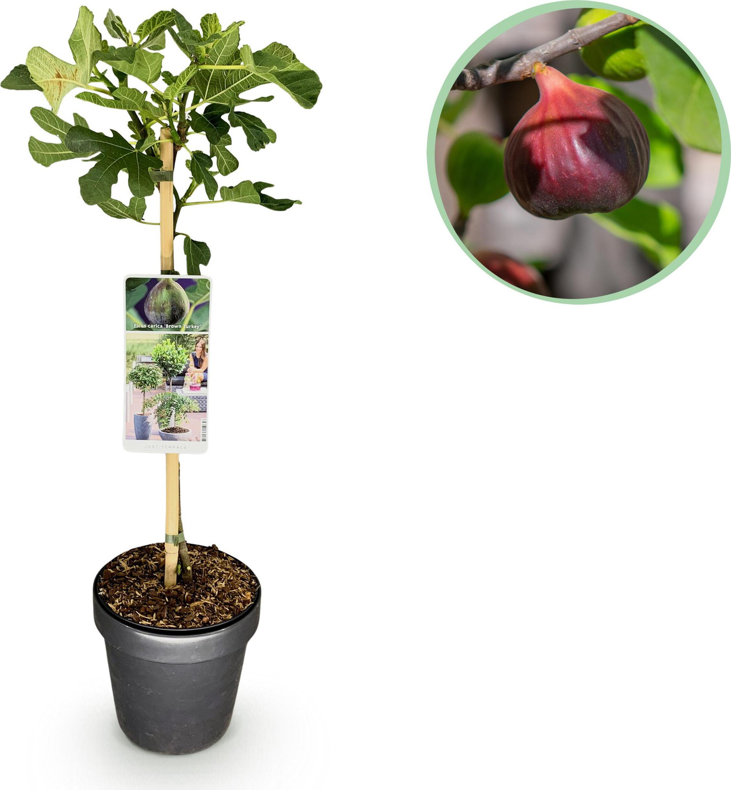Pflanzenboutique Ficus carica Brown Turkey Terrasplant - Winterharde bladverliezende tuinplant met groene vruchten - Hoogte: 80-90 cm, Diameter: 19 cm