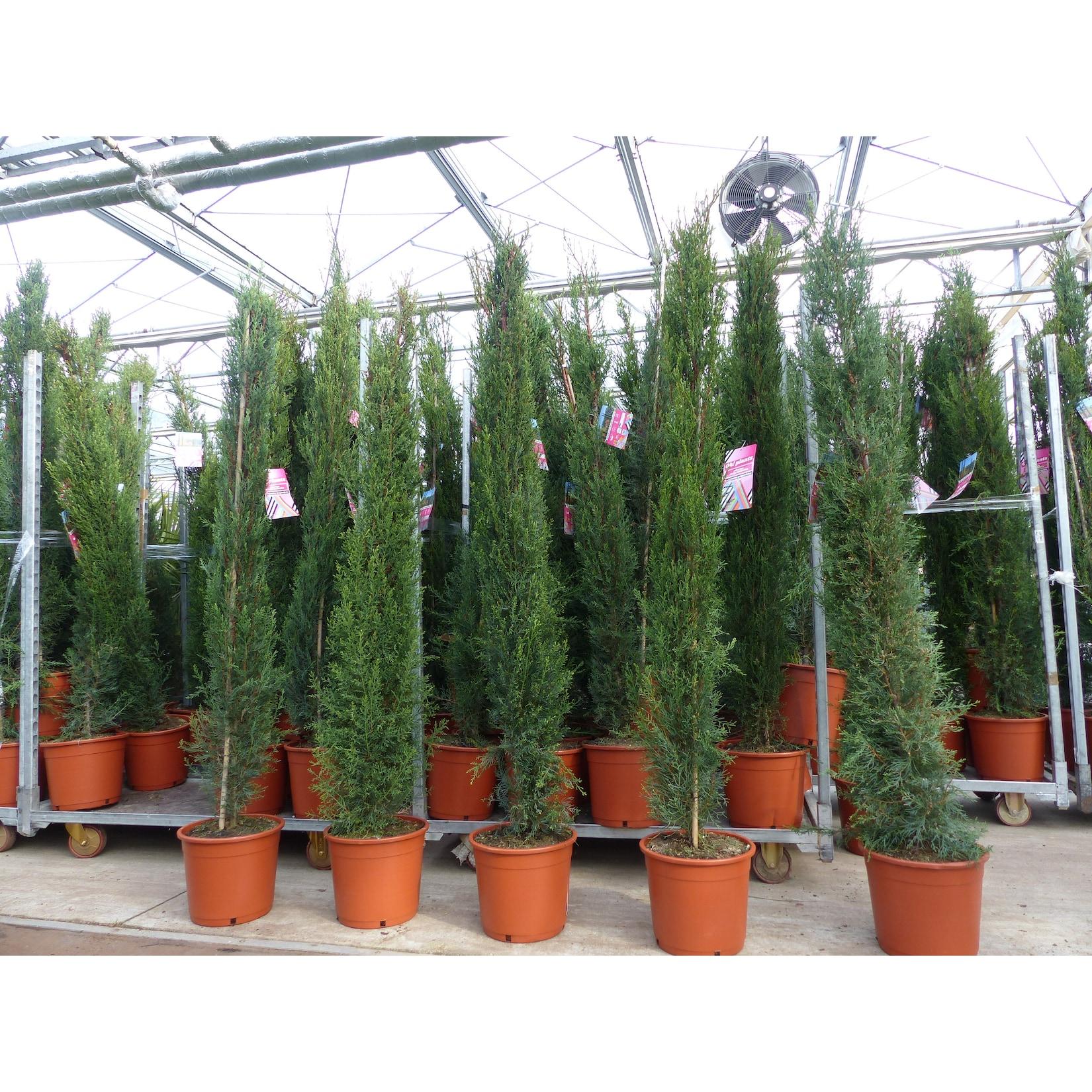 10x Mittelmeerzypresse 200 cm Säulen Toskana Zypressen Zypresse Cupressus Semper