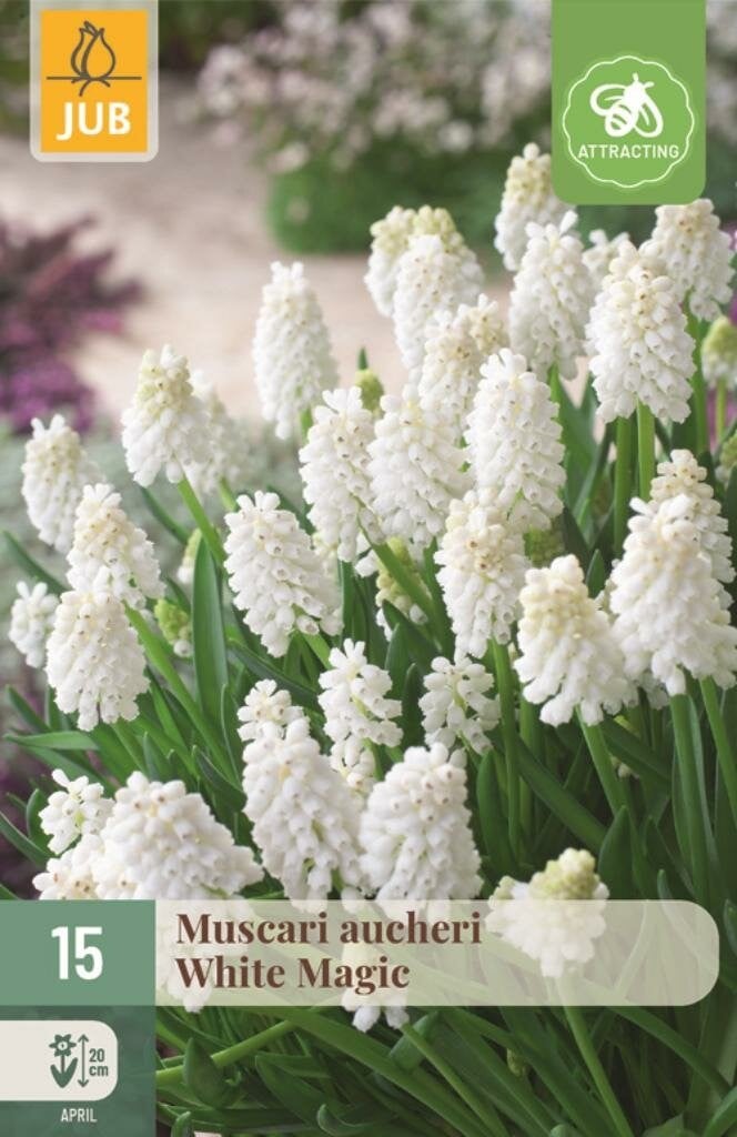Muscari aucheri White Magic 15 bollen