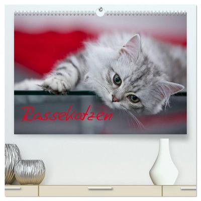 Rassekatzen (hochwertiger Premium Wandkalender 2026 DIN A2 quer), Kunstdruck in Hochglanz