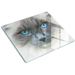 GLASPLATTE 60x52 cm Katze mit blauen Augen