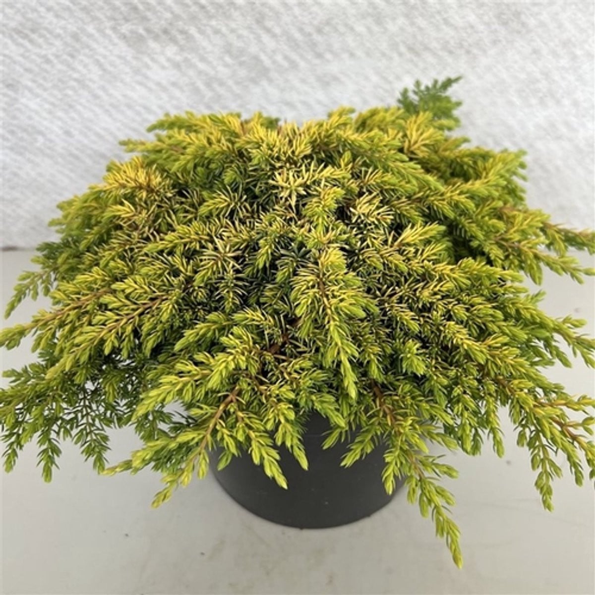 Juniperus comm. 'Lemon Carpet' Jeneverbes in pot