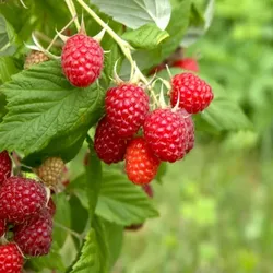 Rote Himbeere – Rubus idaeus 'Polana'
