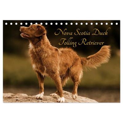 Nova Scotia Duck Tolling Retriever (Tischkalender 2027 DIN A5 quer), CALVENDO Monatskalender