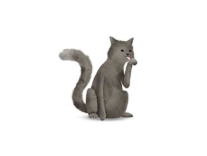 Komar Image murale représentant un chat mignon - Taille : 50 x 70 cm Sans cadre - Pure Boutique