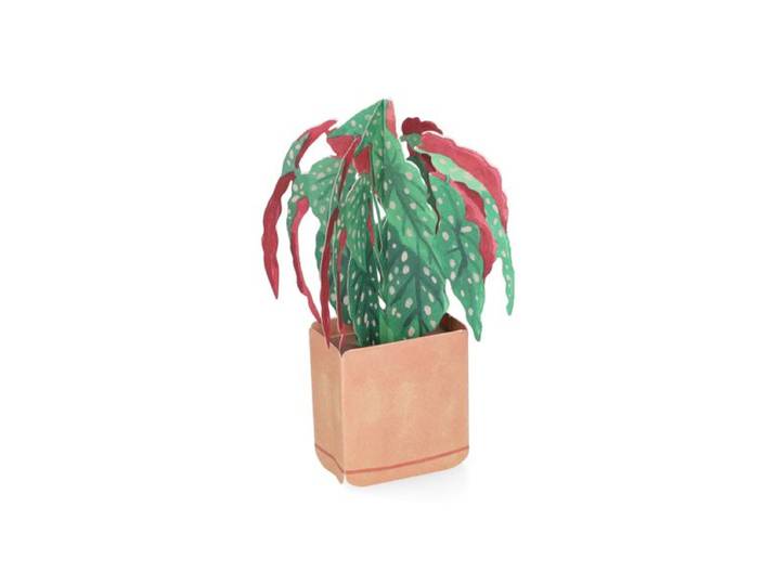 Kaart 3D met envelop, begonia