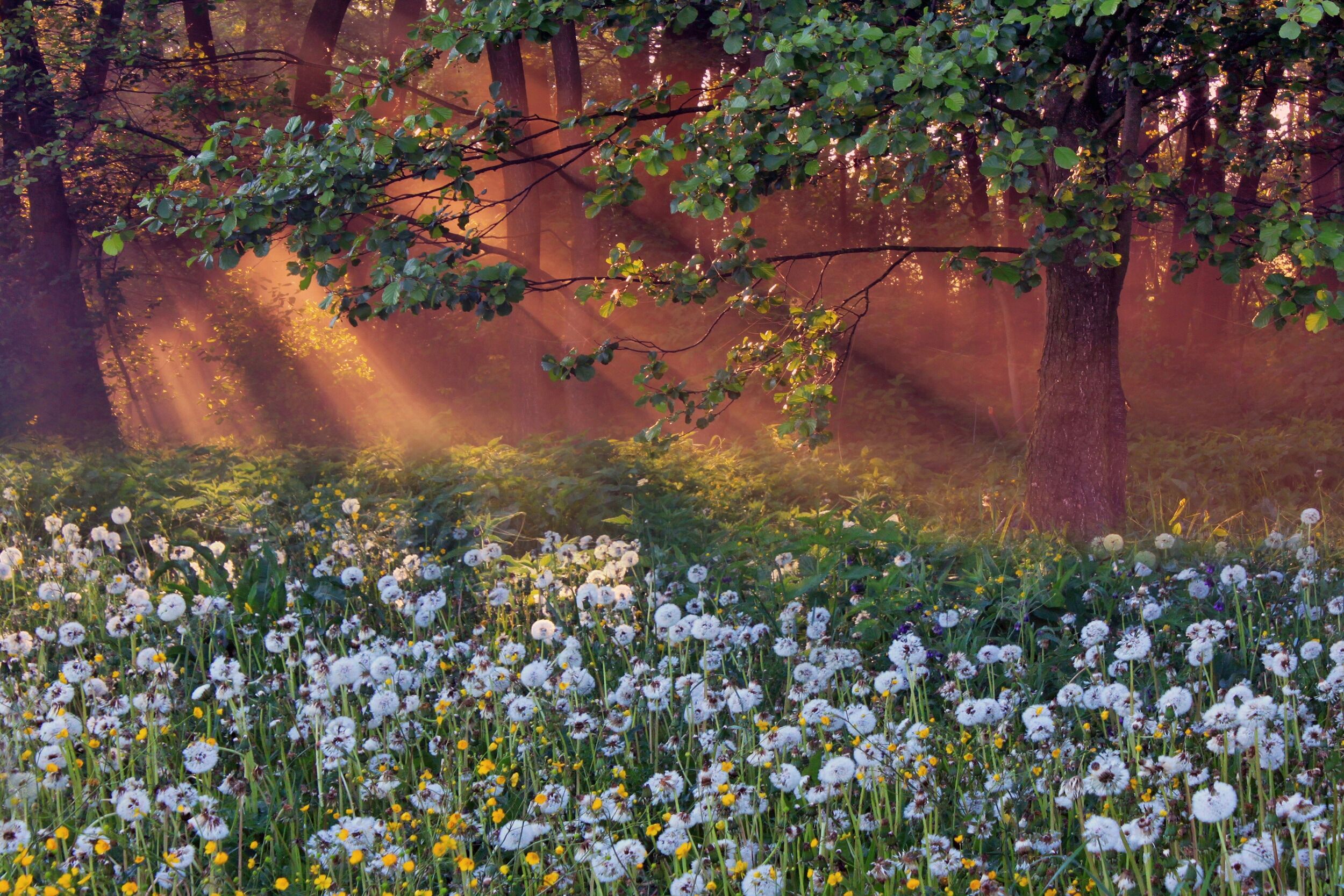 Fototapete PAPERMOON "LÖWENZAHN-FELD WIESE PUSTEBLUME KRAUT BLUME WALD NEBEL", bunt, B:3,5m L:2,6m, Vlies, Tapeten, Fototapete bunt B/L: 3,5m x 2,6m, Bahnen: 7 Stk.