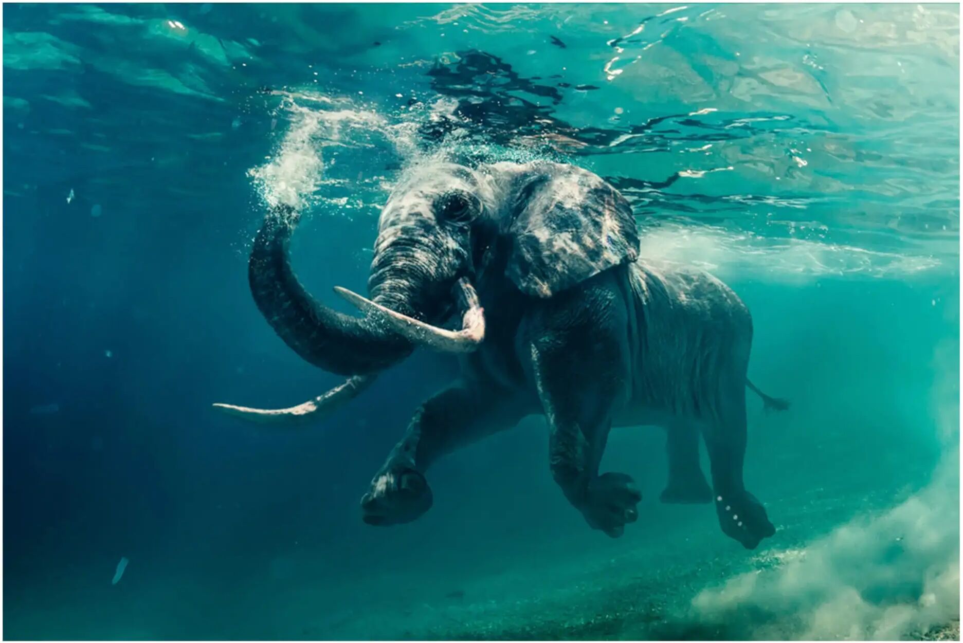 image LAND Schwimmender Elefant