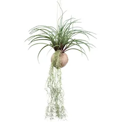 Kunstpflanze Tilandsia Stricta II in Grün
