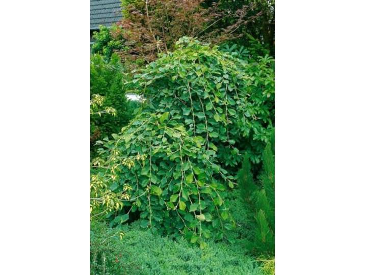 Japanische Zaubernuss 'Pendula' 125-150 cm Topf Hamamelis japonica Hamamelis japonica, überhängender Wuchs, gelbe Winterblüte Februar bis März, halbschattig bis sonnig, Solitär