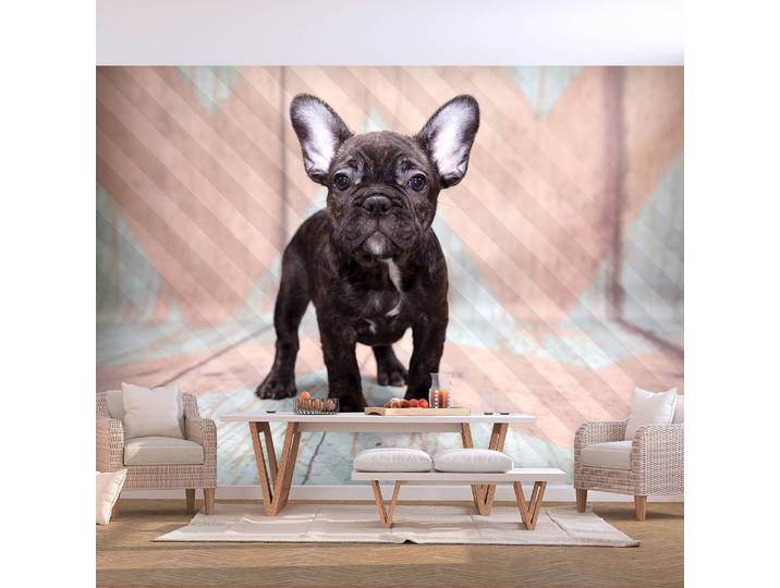 Vlies Fototapete French Bulldog 250 x 175cm 250 x 175 cm