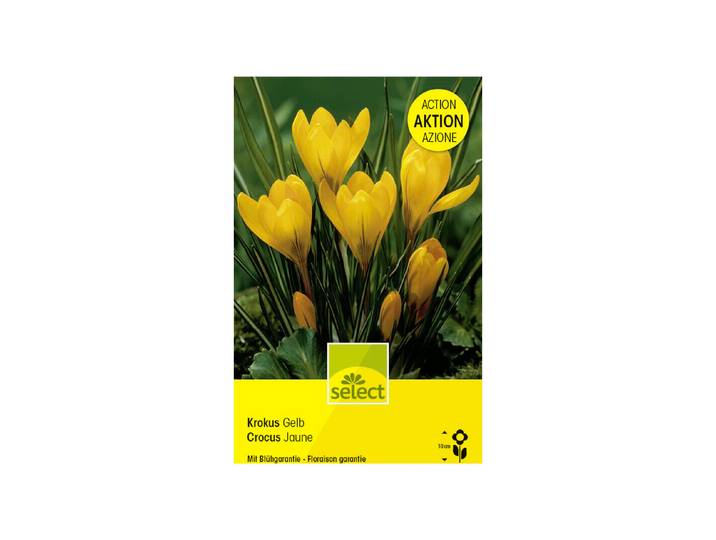 Select Blumenzwiebel Krokus grossblumig, goldgelb, Grosspackung