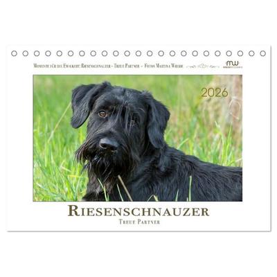 Riesenschnauzer - Treue Partner (Tischkalender 2026 DIN A5 quer), CALVENDO Monatskalender
