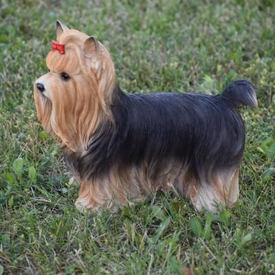 Hi-Line Gift Ltd. Yorkshire Terrier Statue