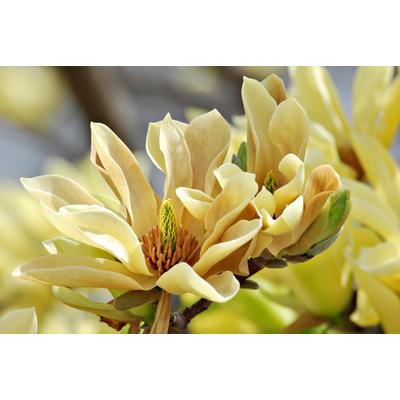 Fototapete PAPERMOON "Schmetterlinge Magnolie", bunt, B:4,5m L:2,8m, Vlies, Tapeten