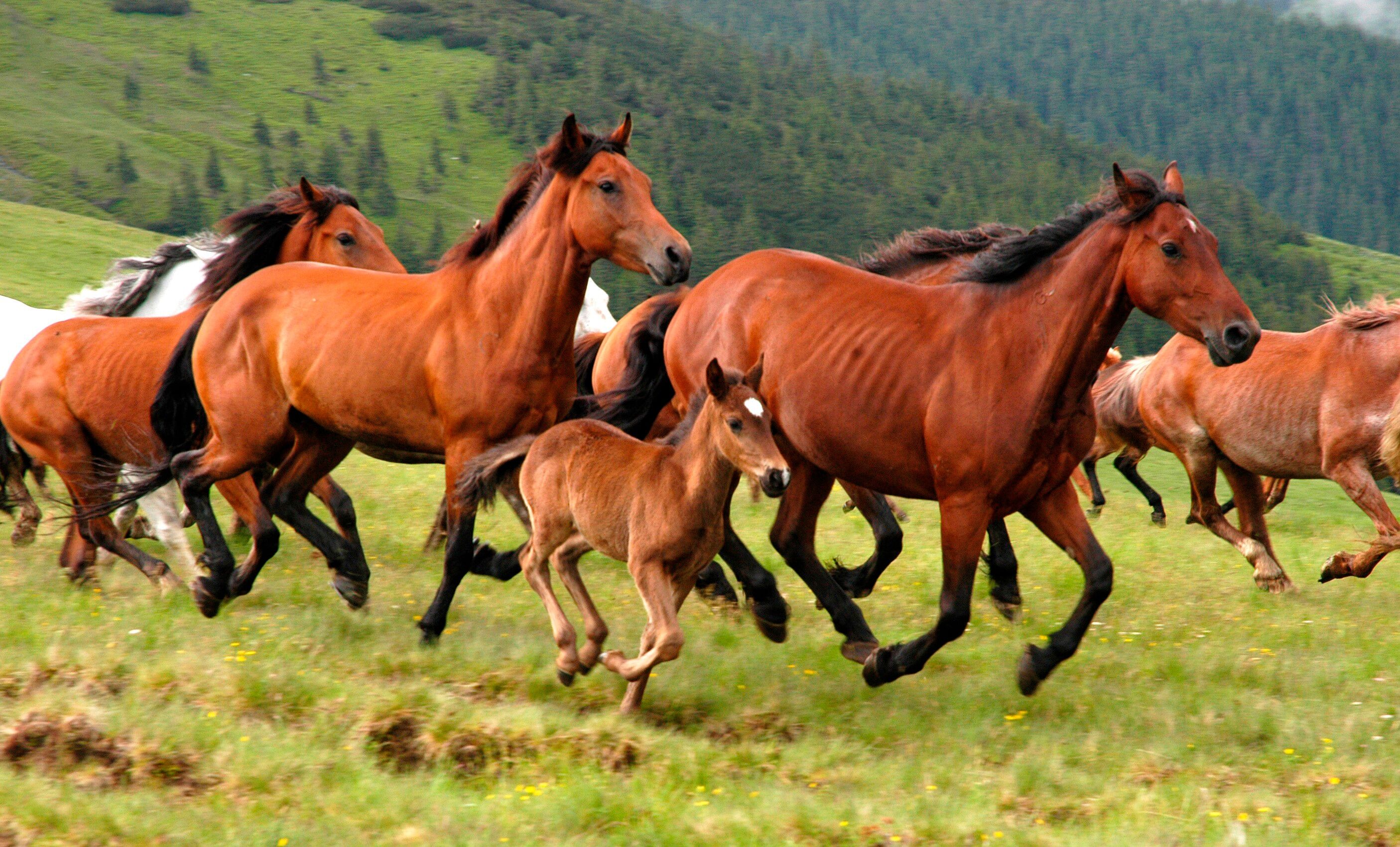 Fototapete PAPERMOON "Wild Horses", bunt, B:2,5m L:1,86m, Vlies, Tapeten, Fototapete bunt B/L: 2,5m x 1,86m, Bahnen: 5 Stk.