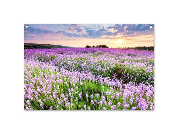 OnlyWow Gartenposter - Blumen - Lavendel - Lila - Himmel - Sonnenuntergang - Wiese - Natur - 90x60 cm, Flieder, Kunststoff, Rechteckig, 90x60x0.2 cm, Bilder & Rahmen, Bilder, Wandbilder