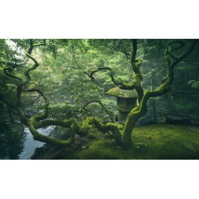 Fototapete PAPERMOON "Photo-Art JAVIER DE LA, JAPANISCHER BAUM", bunt, B:5m L:2,8m, Vlies, Tapeten