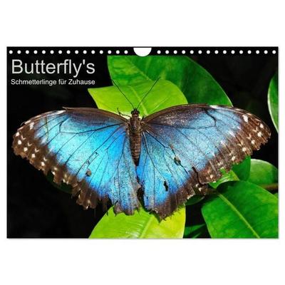 Butterfly's - Schmetterlinge für Zuhause (Wandkalender 2027 DIN A4 quer), CALVENDO Monatskalender