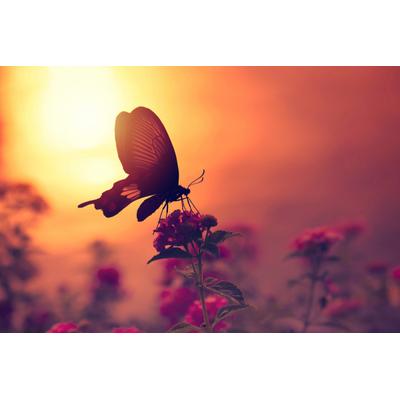 Fototapete PAPERMOON "Schmetterling auf Blume", bunt, B:2,5m L:1,86m, Vlies, Tapeten