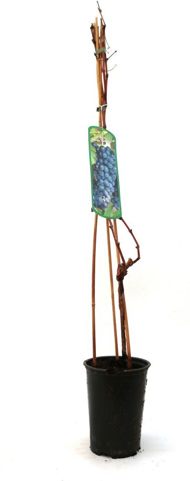 Pflanzen Weintraube Vitis vinifera blau & kernlos H ca 80 cm 3 l Container