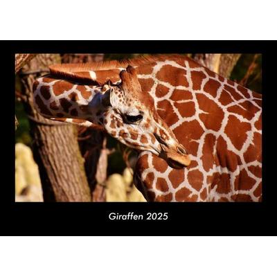 Giraffen 2025 Fotokalender DIN A3