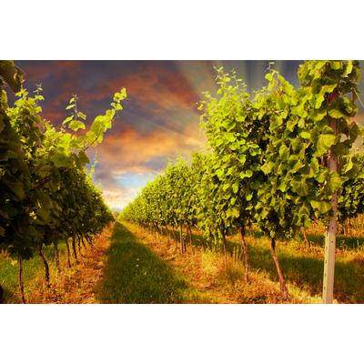 Fototapete PAPERMOON "Sunset Vineyard", bunt, B:3m L:2,23m, Vlies, Tapeten