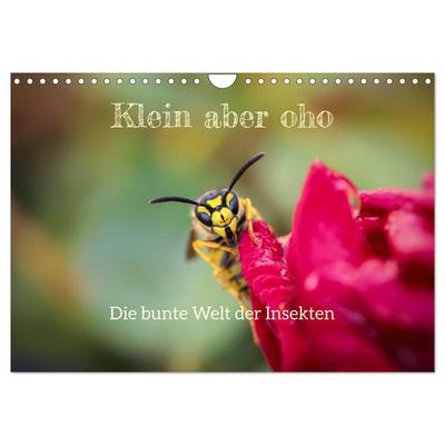 Klein aber oho. Die bunte Welt der Insekten (Wandkalender 2026 DIN A4 quer), CALVENDO Monatskalender