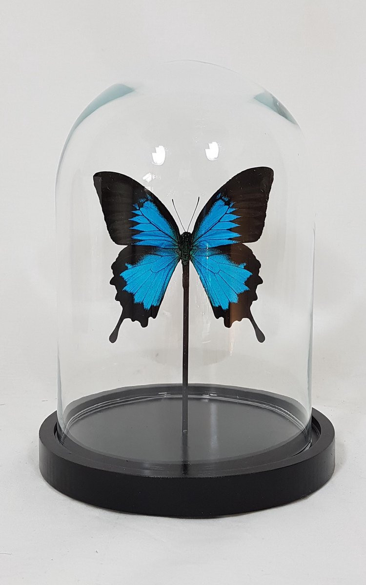 Vlinderwereld Papilio Ulysses Ulysses opgezette vlinder in glazen stolp voor op tafel