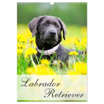 Labrador Retriever (Wandkalender 2027 DIN A3 hoch), CALVENDO Monatskalender