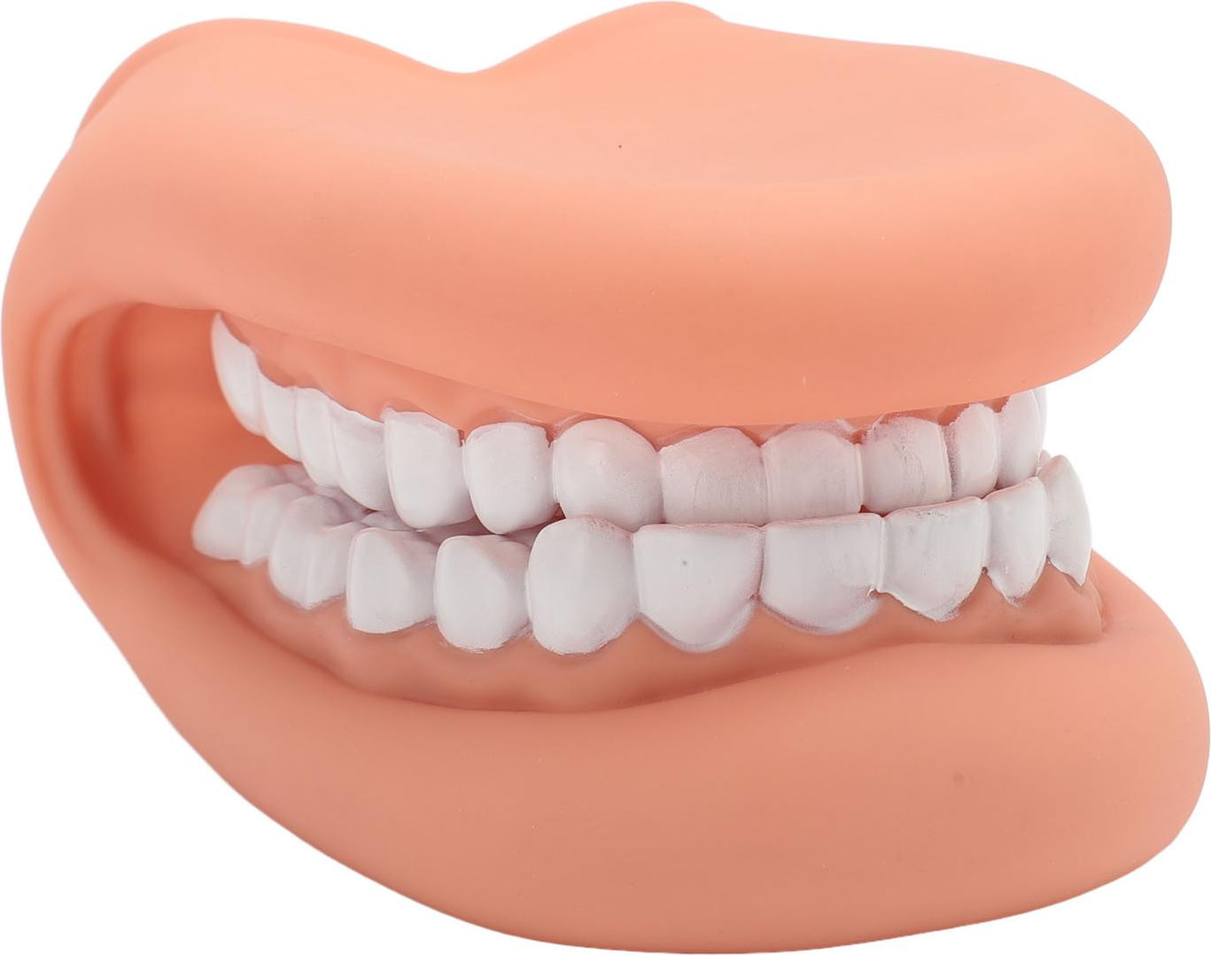 Gistuch Mondpop met tong en 28 tanden, siliconen demonstratiemodel voor spraaktherapie en onderwijs