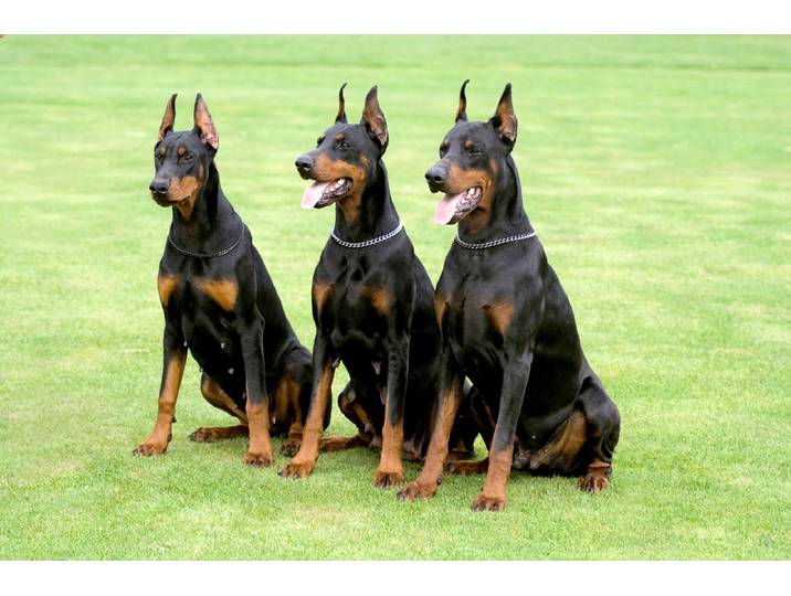 Fototapete PAPERMOON Hunde , bunt, B:1,5m L:1,11m, Vlies, Tapeten, Fototapete