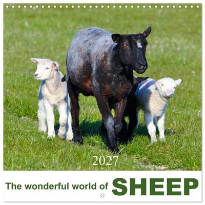 The wonderful world of sheep (Wall Calendar 2027 12 × 12 Inch) CALVENDO 12 Month Wall Calendar