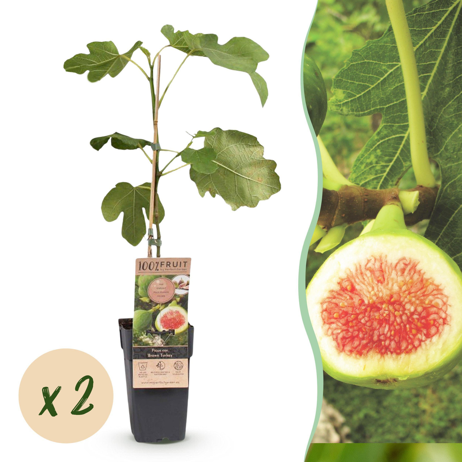 Pflanzenboutique Ficus carica Brown Turkey Vijgenboom, Winterhard, Groen met Paarse Vrucht, Hoogte: 40-50 cm, Diameter: 15 cm