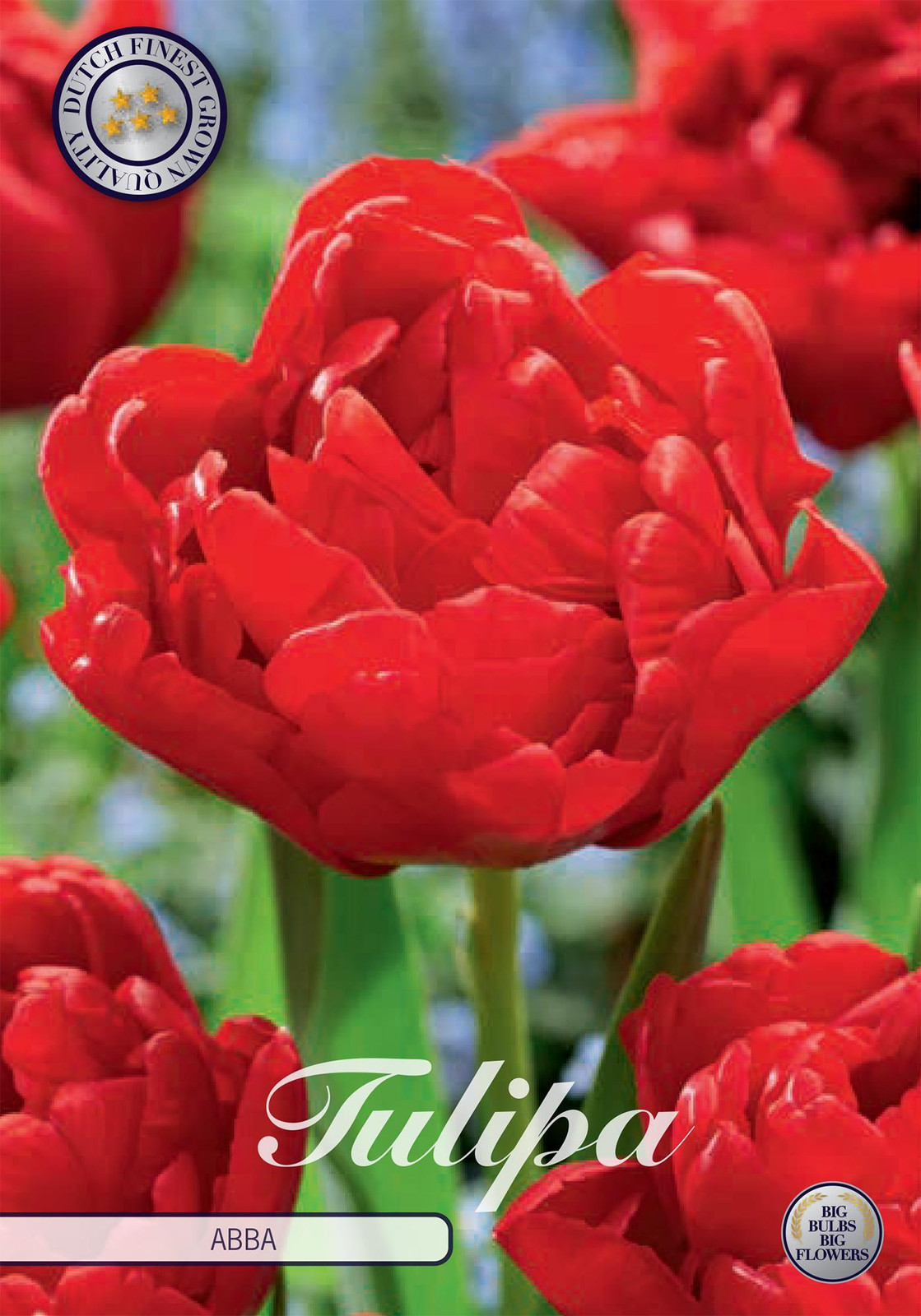 Sam van Schooten Tulpenbollen Abba (7 stuks)