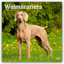 Flechsig, Kalender, Weimaraner - Weimaraner 2025 - 16-Monatskalender