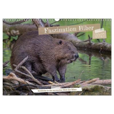Faszination Biber (Wandkalender 2027 DIN A3 quer), CALVENDO Monatskalender