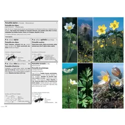 Flora Helvetica - Flore illustrée de Suisse, Fachbücher von Konrad Lauber, Gerhart Wagner, Andreas Gygax, Anne-Laure Maire, Ernest Gfeller