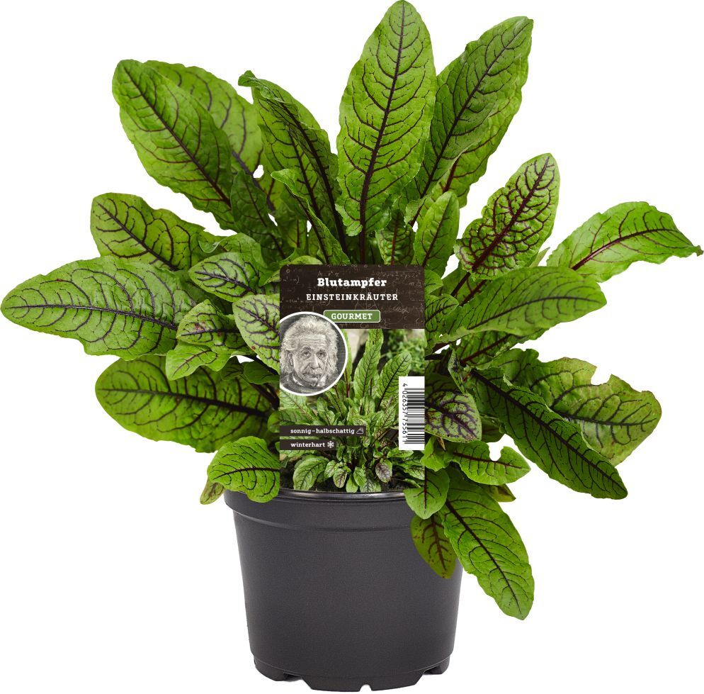 Pflanzen Einsteinkräuter Blutsauerampfer 12 cm Topf