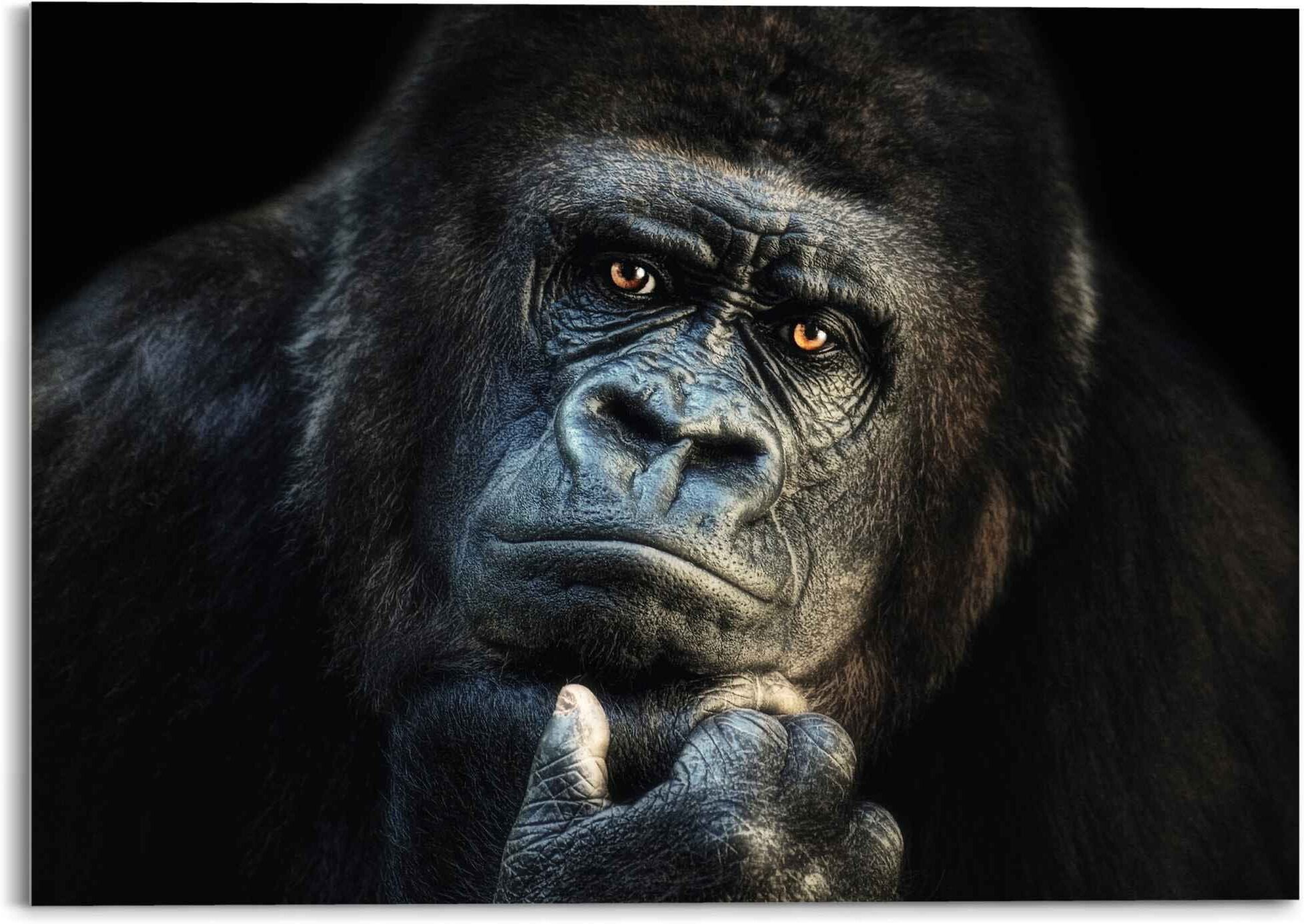 Reinders! Glasbild REINDERS "Glasbild Gorilla Affe - Kräftig - Nachdenklich", schwarz (farbe bild(er): schwarz), B:70cm H:50cm, Acrylglas, Bilder, Glasbild farbe bild(er): schwarz B/H/T: 70cm x 50cm, Affen, 1 Stk.