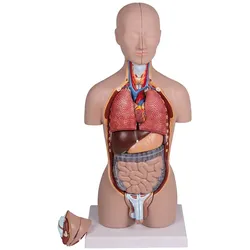 Miniatur Torso 16-teilig, zweigeschlechtig