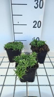 6 x Phlox (s) Snowflake - Vlammende Phlox - Pot van 9 x 9 cm