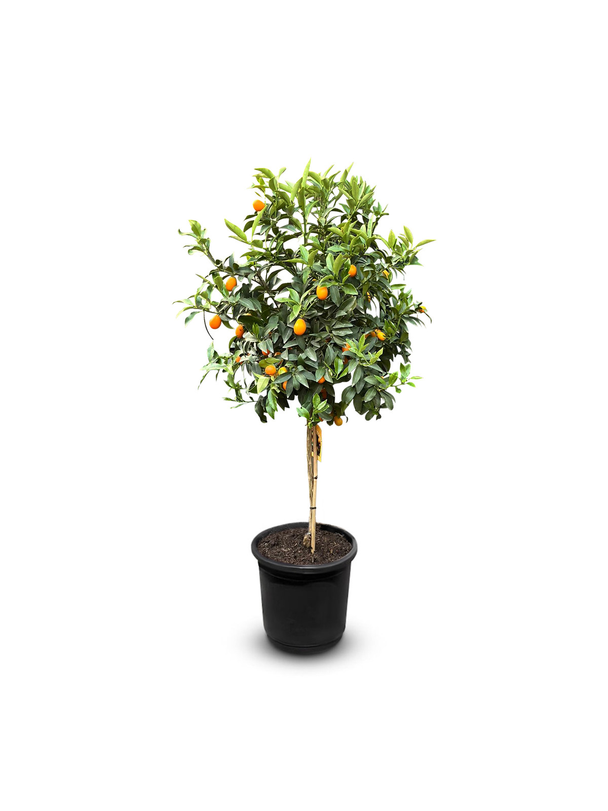 Sunny Tree Kumquat Citrus Paradisi Fruitboom - 150 cm