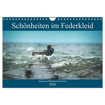 Schönheiten im Federkleid - Heimische Wildvögel im Portrait (Wandkalender 2026 DIN A4 quer), CALVENDO Monatskalender
