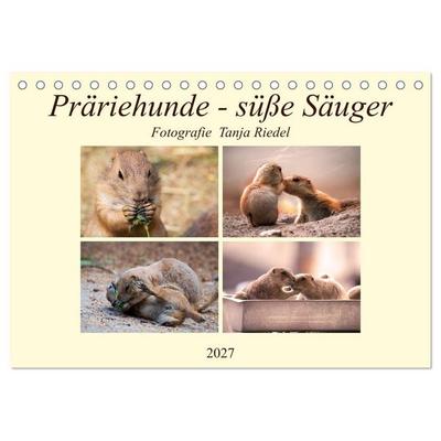 Präriehunde - süße Säuger (Tischkalender 2027 DIN A5 quer), CALVENDO Monatskalender